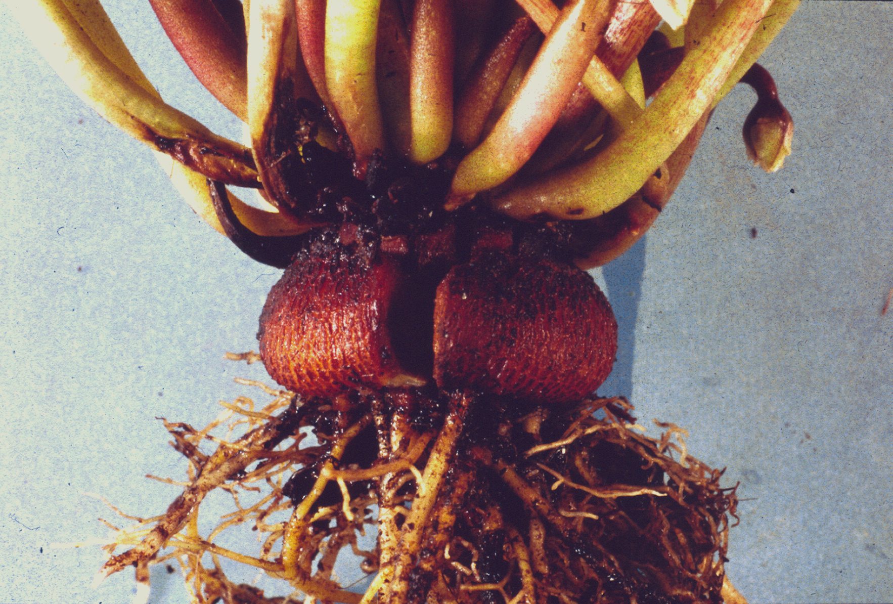 Corm growth cracks. Courtesy and copyright ADAS Horticulture.